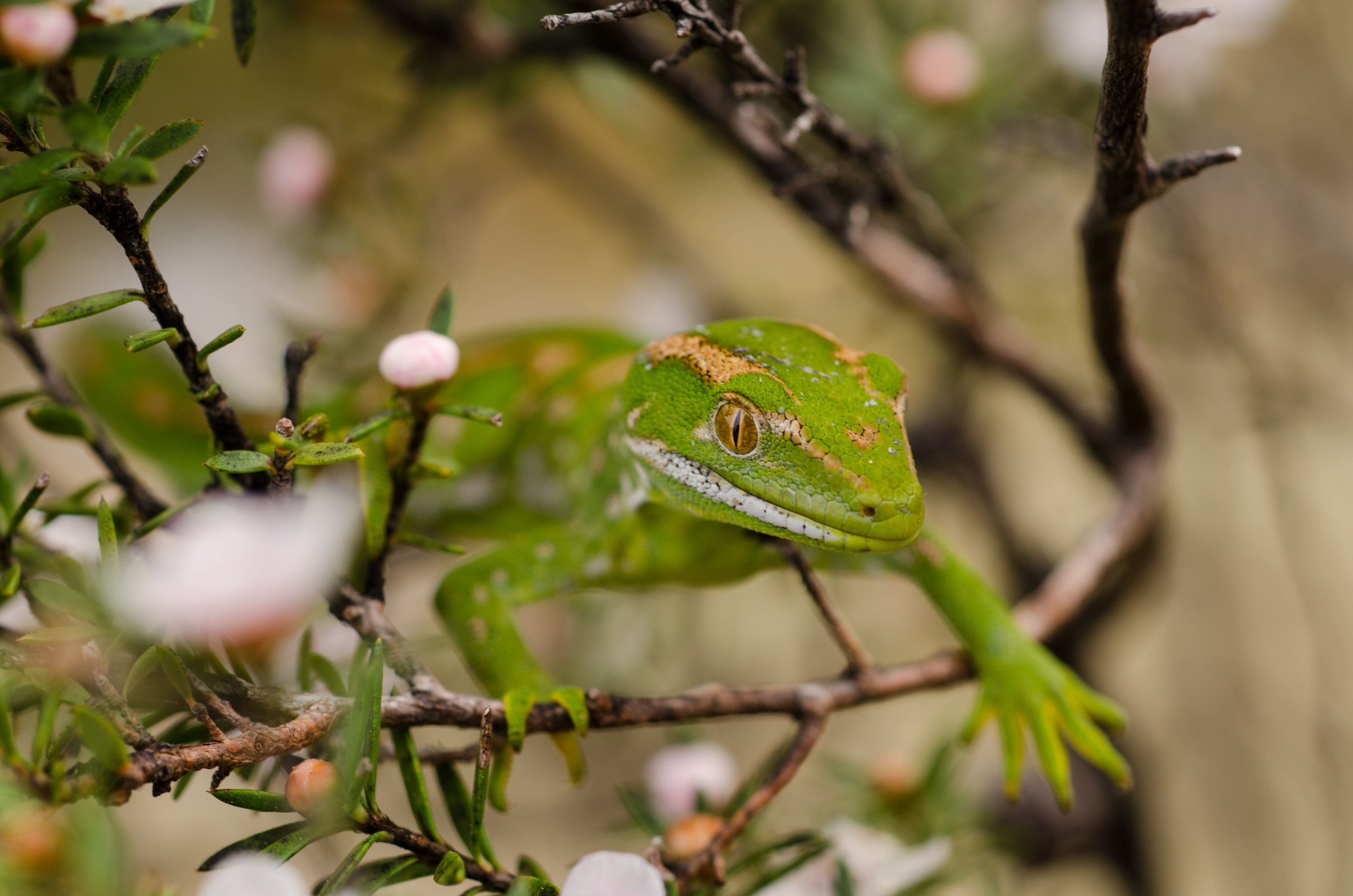 DSC_9438 – Northland, green, gecko, Naultinus, grayii, lizard, far north, north, far, Crispin, reptiles, amphibians, rare, cold, blood, new, new zealand, zealand, nz